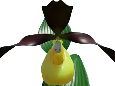 Ladys slipper orchid 3D model