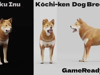 Shikoku Inu Dog Breed 3D model