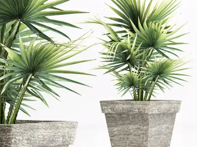 Plants Collection 189 Sabal Minor 3D model