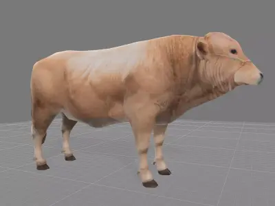 White Bull Cattle Low-poly 3D model