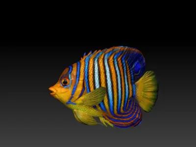 Angelfish Regal  Pygoplites diacanthus 3D print model