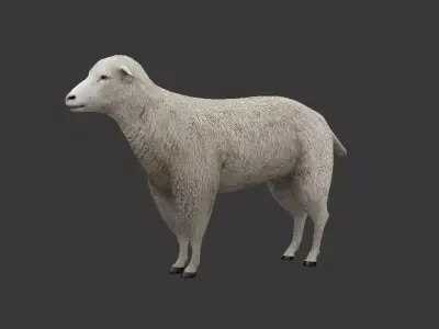 sheep Low-poly 3D model