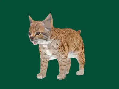 Bobcat Cub Red Lynx 3D model