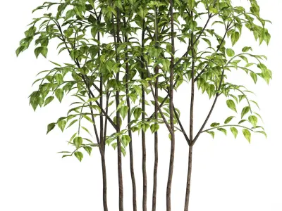 Plants collection 84 3D model