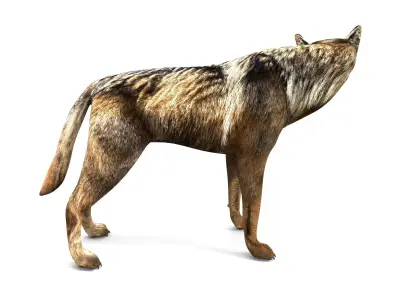 Fox rigged 3D Models low poly model Low-poly 3D model