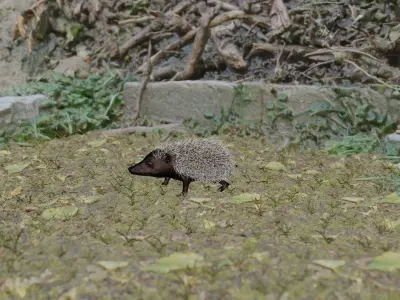 Hedgehog 3D rigged animated  3D model