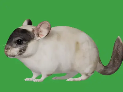 Chinchilla Low-poly 3D model