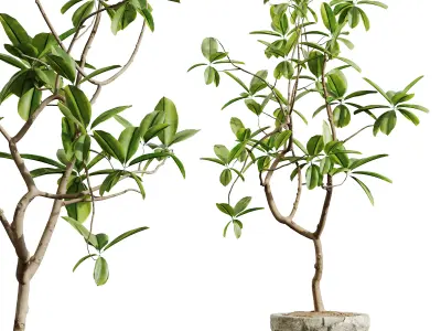 AV HousePlants Japandi Minimalism Ficus Dracaena Marginata08 3D model