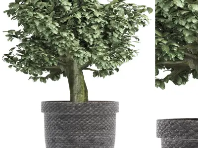 Plants Collection 171 Sageretia Theezans 3D model