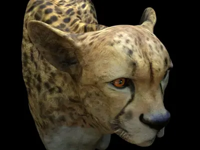 Cheetah Head 3D model