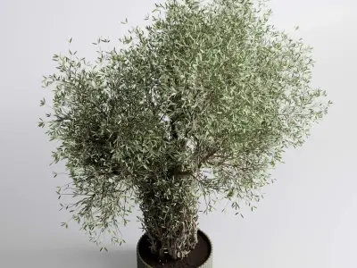 indoor plant 475 pot plant tree concrete dirt vase 3D model