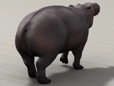 Hippo - Hippopotamus Amphibius - Adult Male - Pose 1 - Textured 3D model