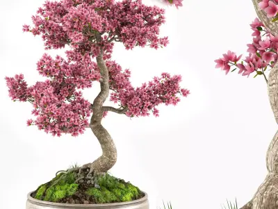 Sakura Bonsai tree 3D model