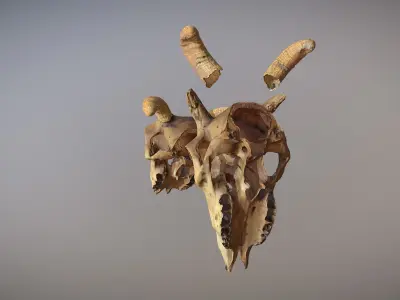 Photorealistic scanned cow skull with removable horns 3D model