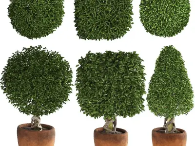 Collection of plants 001 Boxwood trees 3D model