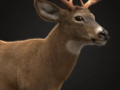 Deer RIG XGEN CORE 3D model