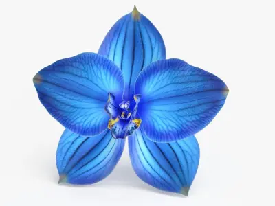 Orchid Flower 3 colors Low-poly 3D model