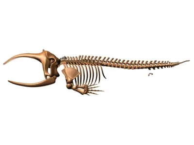 Bowhead Whale Skeleton 3D model