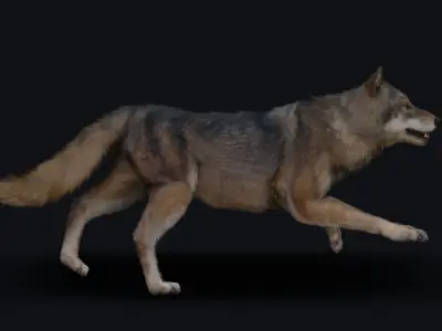 Wolf Animation  3D model