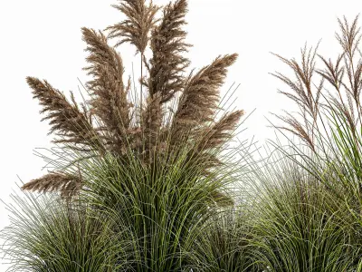 Pampas grass for landscaping 1078 3D model