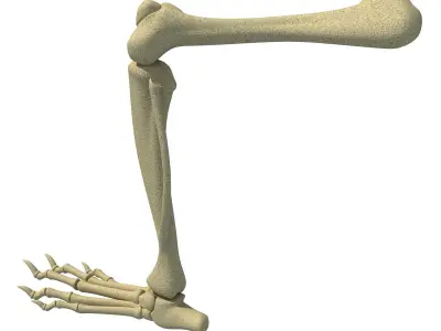 Rat Animal Leg Skeleton  3D model