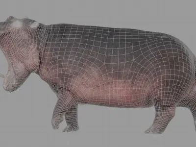 Hippopotamus Amphibious - rigged 3D model