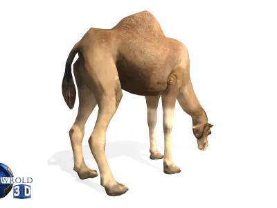 Camel Rigged Animated Lowpoly 3d model Low-poly 3D model