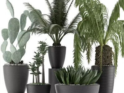 Plants Collection 25 3D model