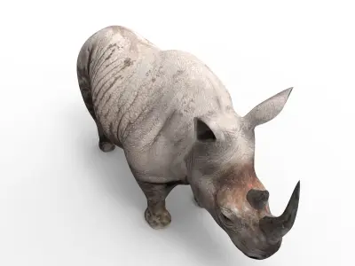 3d Rhino rigged Animated Rhinoceros realistic Model Low-poly 3D model