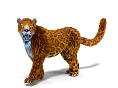 Fur Leopard Rigged  Low-poly 3D model