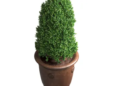 Boxwood in a Classic French Pot Front Entry Tree Patio Porch  3D model