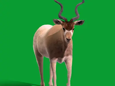 Addax White Antelope Low-poly 3D model