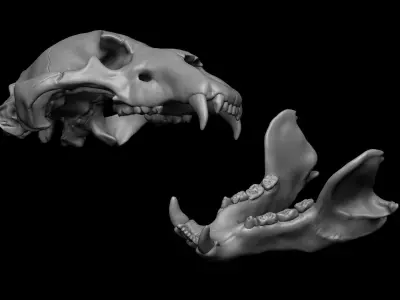 Bear Skull 3D model
