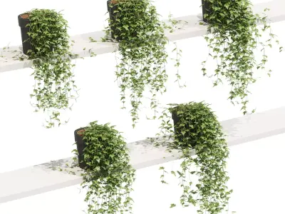 Ivy in pots on the shelves - 5 models 3D model
