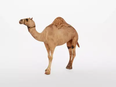 CAMEL RIGGED 3D model