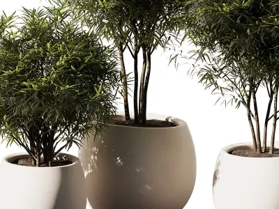 Indoor Plant Set V12 - Dracaena Reflexa  3D model