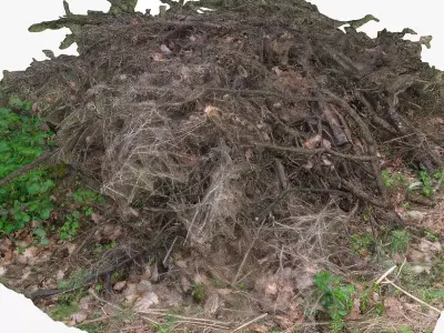 Larch tree branch pile Free 3D model