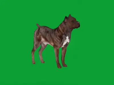Cane Corso Italian Mastiff Dog Low-poly 3D model