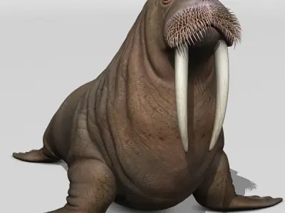 Walrus 3D model