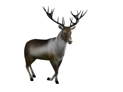 Reindeer RIgged and Animated 3D model