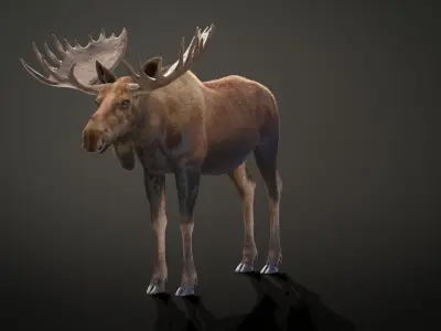 Moose Male Animated 3D model