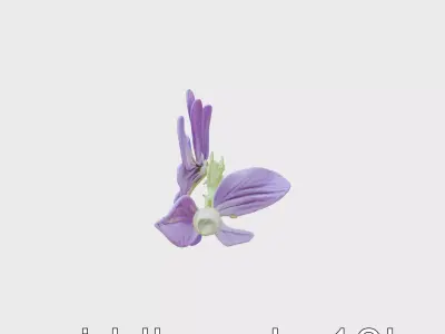 Viola Flower Bloom Botanical 3D Model Low-poly 3D model