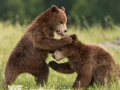 Brown Bear Young VFX Grace 3D model