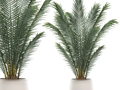 Decorative palm in a white flowerpot for interior design 531 3D model