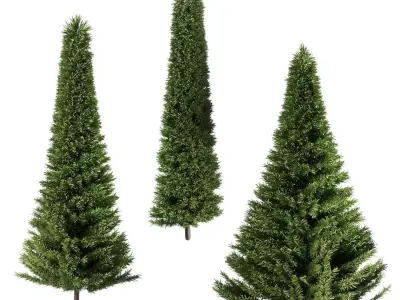 A set of fir trees of different diameters 3D model