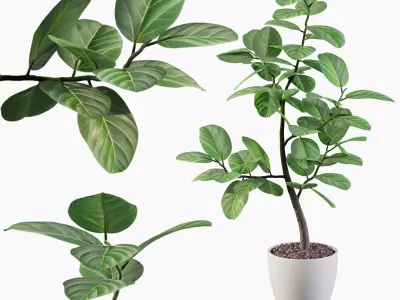 Ficus benghalensis 3D model