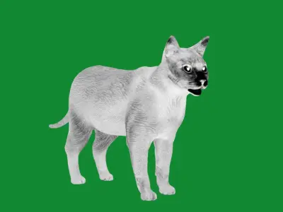 Korat Cat Low-poly 3D model