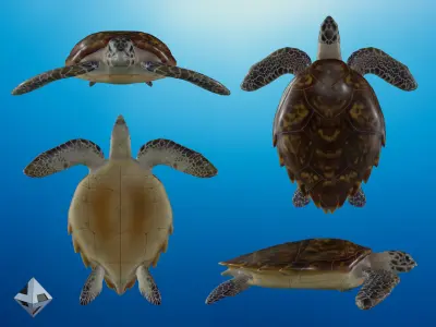 Hawksbill Turtle  3D model