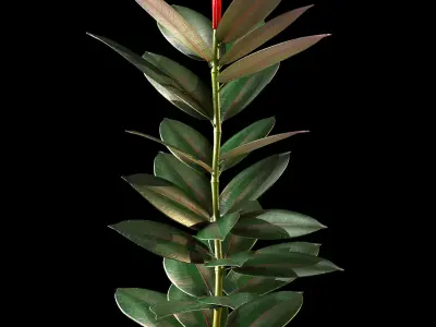 ficus plant 3D model