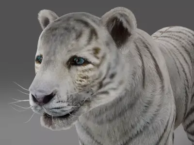 Fur White Tiger NO Rigged in Blender  Low-poly 3D model